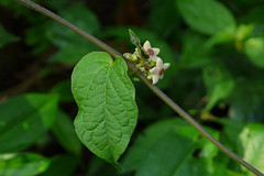 Heterostemma dalzellii